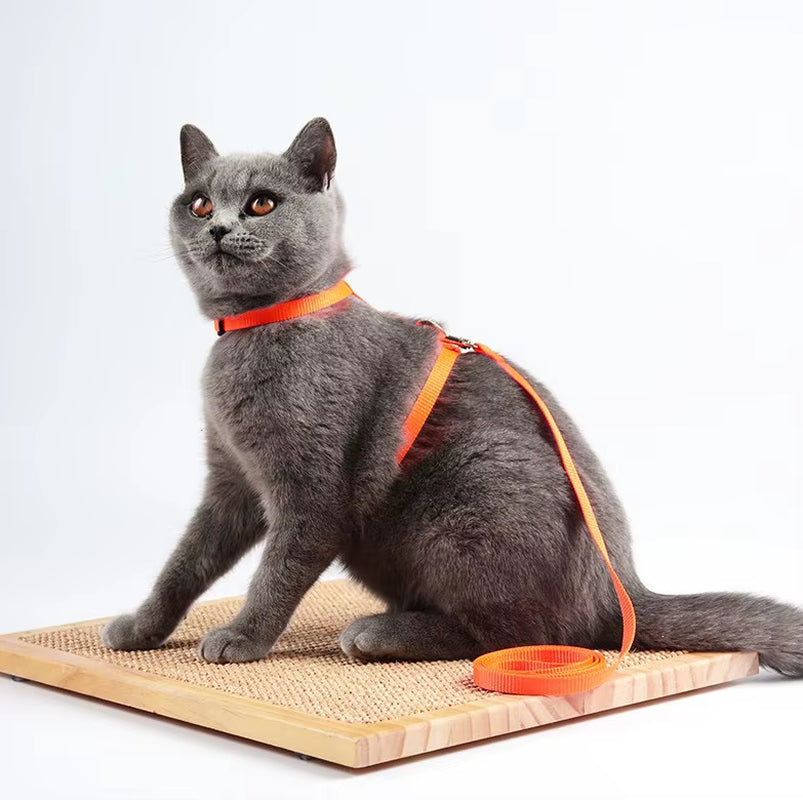 Cat  Leashes & Harnesses