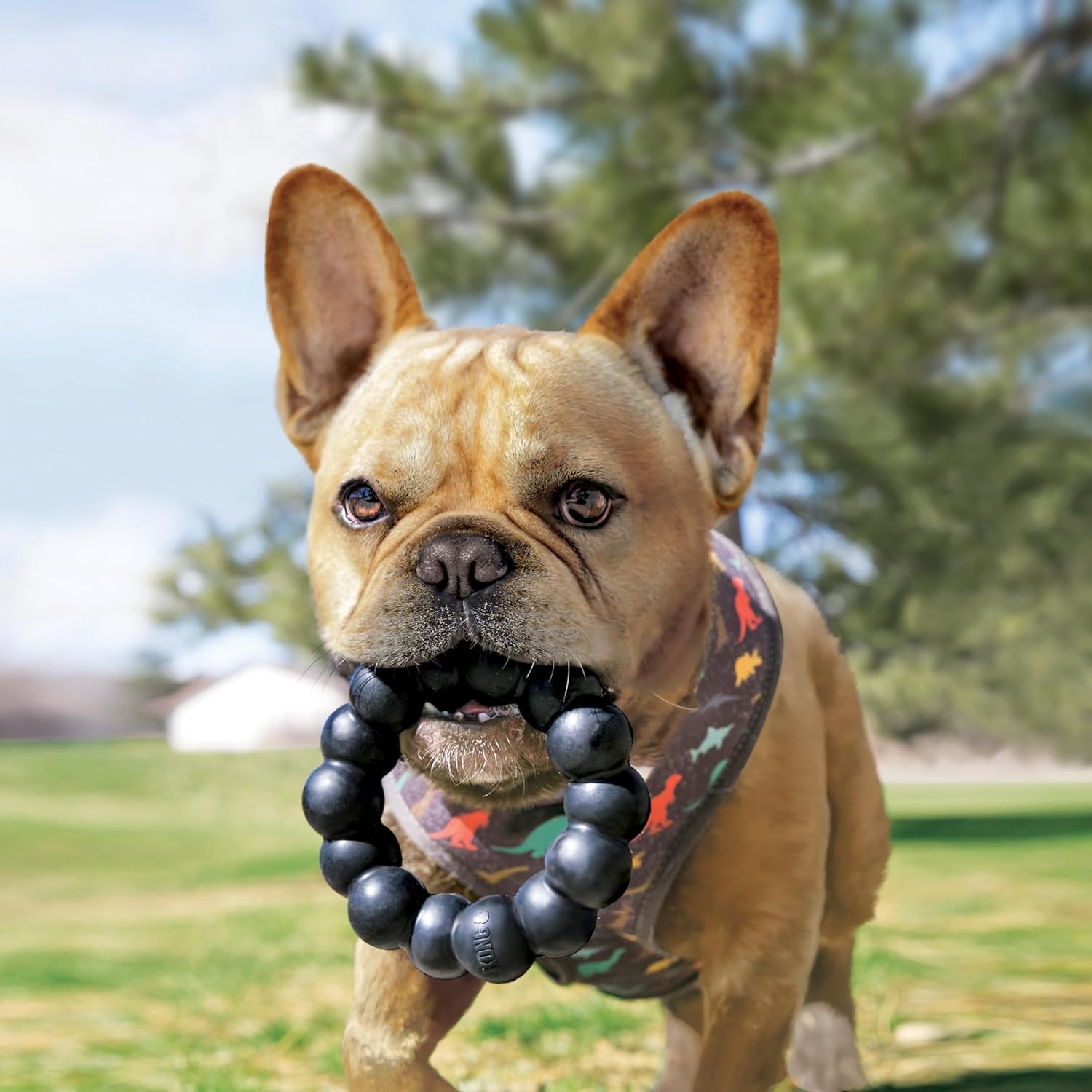 Company 38735640: Extreme Ring Dog Toy, XL